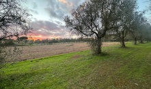 2125-VTA - Muro Leccese - Terreno agricolo 2125-VTA - Muro Leccese - Terreno agricolo