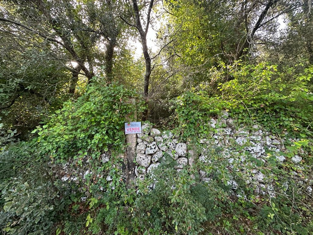 3718-VT - Muro Leccese - Bosco