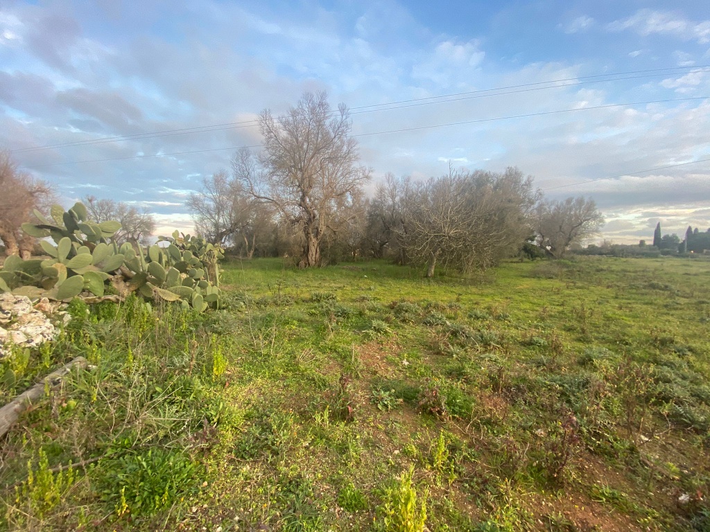 0322 - VTA - Muro Leccese - Terreno agricolo su strada centrale