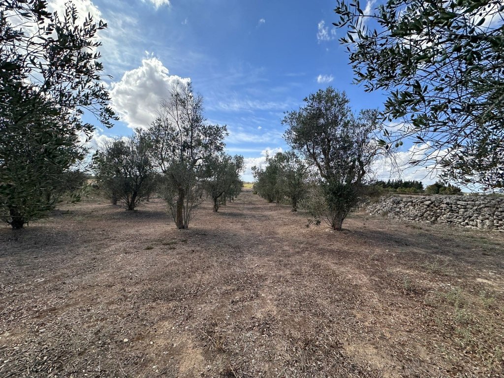1825-VTA - Sanarica - Terreno agricolo